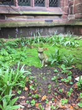 Cat in Chester Cathedral